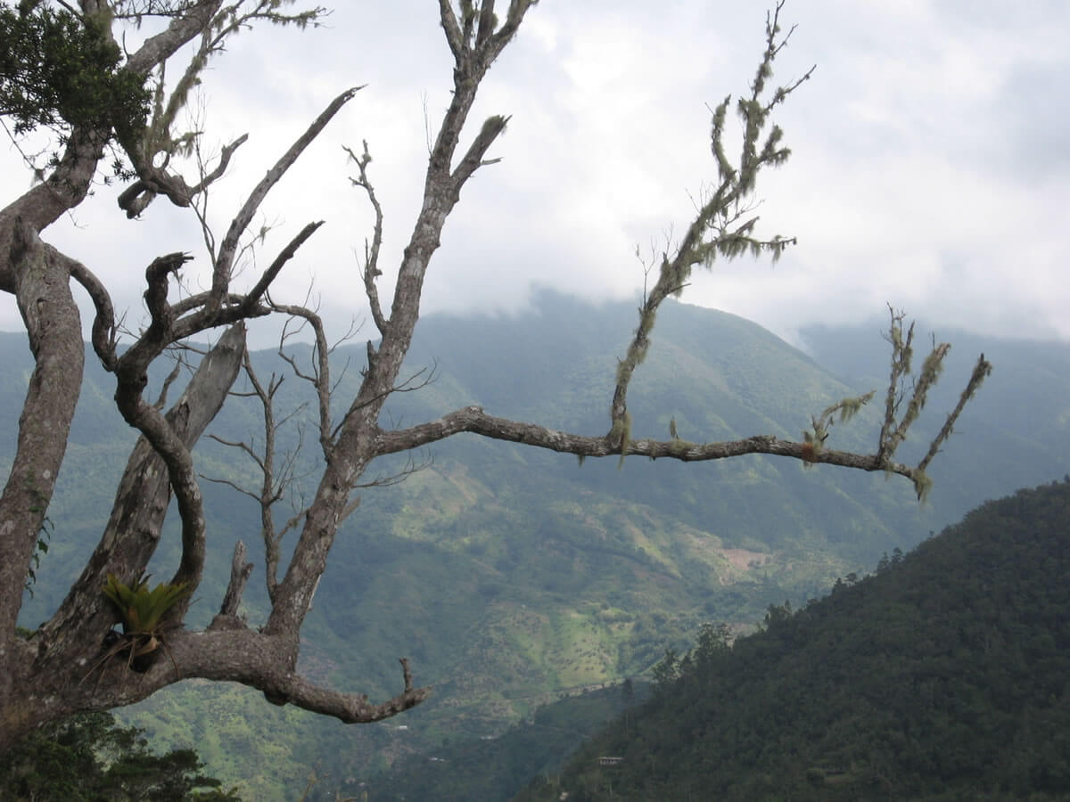 The Blue & John Crow Mountains A Natural & Cultural Jewel of Jamaica
